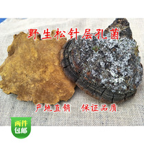 Wild pine needle layer pore fungus Pine needle Ganoderma lucidum Pine mulberry yellow 250g can be diced
