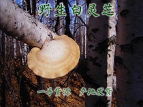 Wild white Ganoderma lucidum Yuzhi Baizhi white edge layer hole bacteria Birch stripper bacteria 250g can be cut free of charge