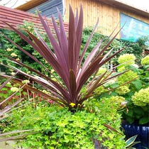 Allens brothers garden Australian Zhujiao red giant balcony garden flower border plant potted flower embellishment