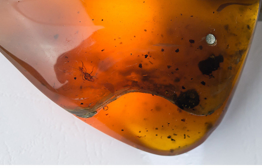 58.8g 蜈蚣虫珀琥珀裸石 f44