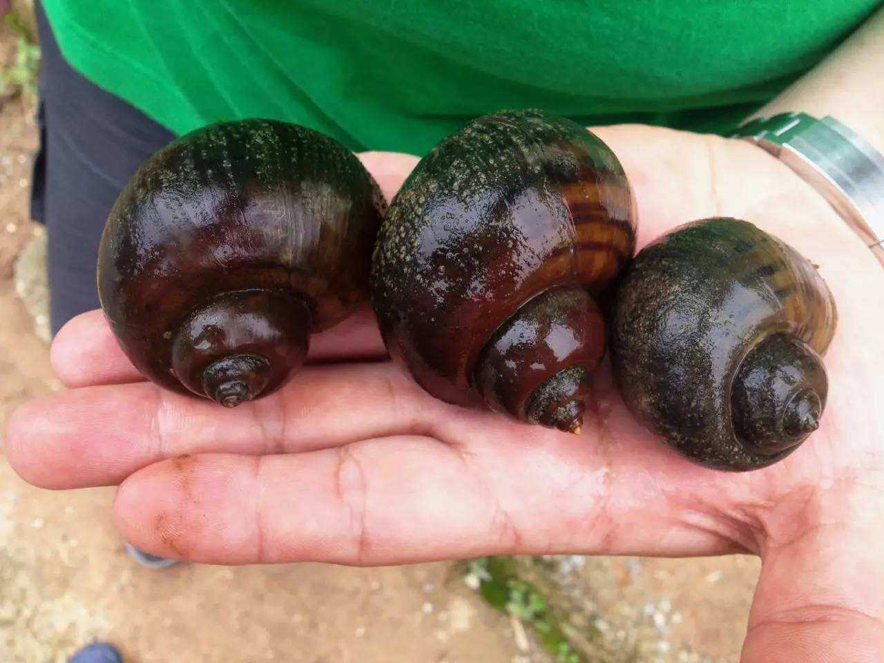 深山野生 福寿螺 活体宠物龟鳖鸭水蛭饲料除藻大种螺观赏包邮