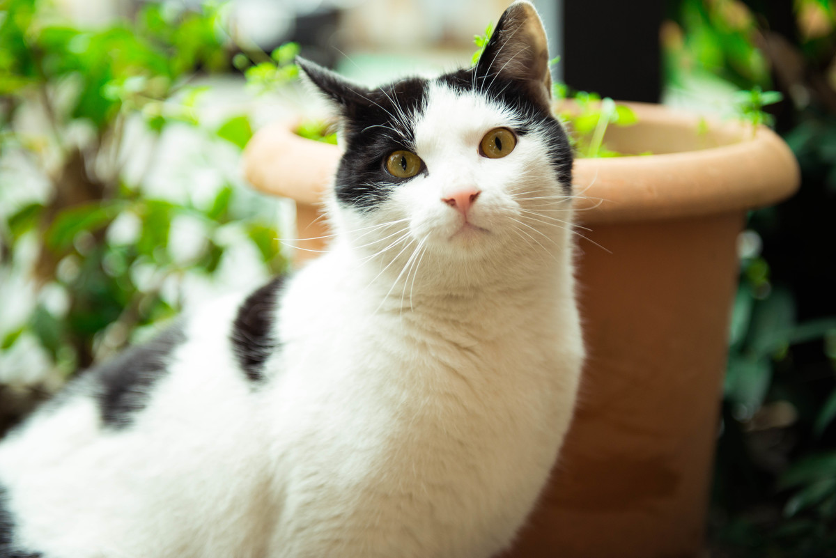 当你拥有这些东西,养猫会变得更方便哦!9