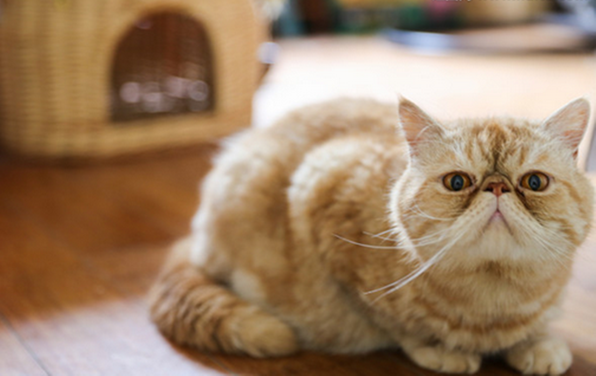 为什么说加菲猫喂养需谨慎?7