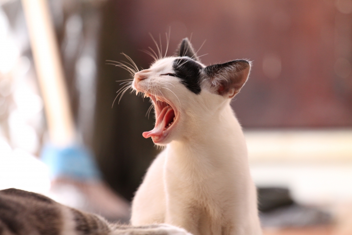 猫生病有哪些表现?别让你的忽视成为遗憾15