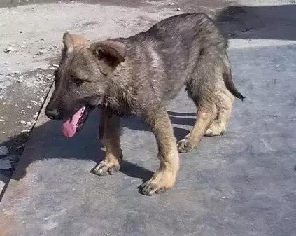 爱打扮(www.idaban.cn),狗狗的"o型腿",是不是缺钙惹的祸?