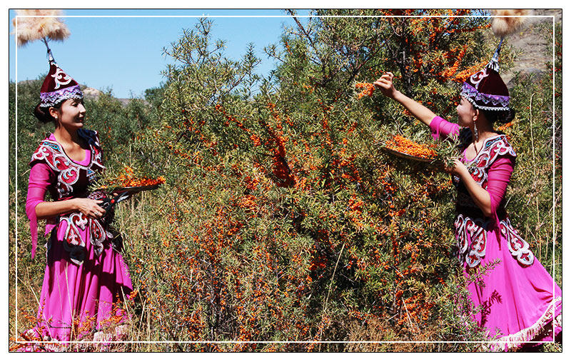 沙棘汁饮料 沙棘原浆 正品新疆特产野生新鲜果原汁沙棘果汁瓶装