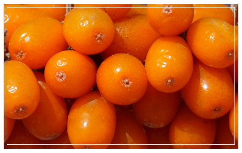 沙棘汁饮料 沙棘原浆 正品新疆特产野生新鲜果原汁沙棘果汁瓶装