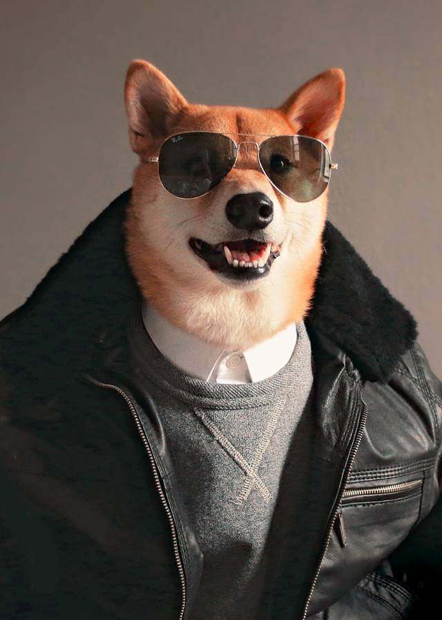 我希望男朋友穿得像条狗