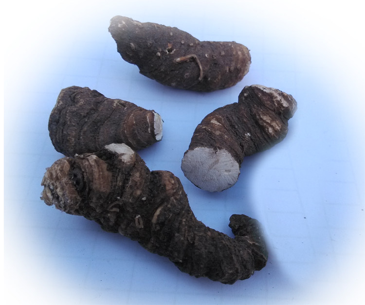 贵州野生独脚莲 蚤休 七叶一枝花 整个重楼大个头 独角灵干货包邮