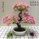 Hoa nhân tạo hoa nhựa cây xanh cây cảnh bonsai chậu cây mô phỏng hoa chào mừng cây thông nhà phòng ngủ phòng khách bộ đồ trang trí hoa - Hoa nhân tạo / Cây / Trái cây