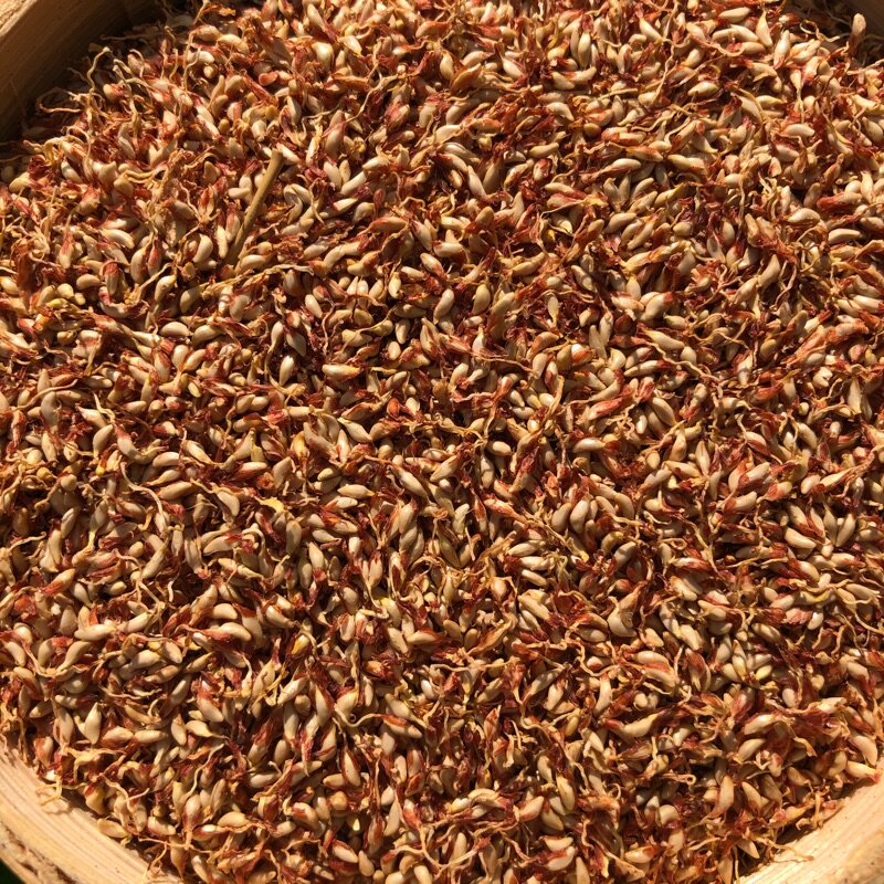 浙江诸暨特产木莲豆腐木莲子野生木莲籽爱玉子冰粉籽薜荔籽凉粉籽