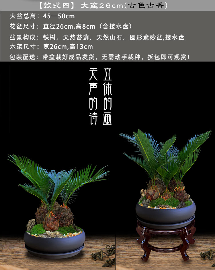 石山铁树盆栽室内耐寒植物好养客厅玄关大型绿植开业摆放苏铁盆景