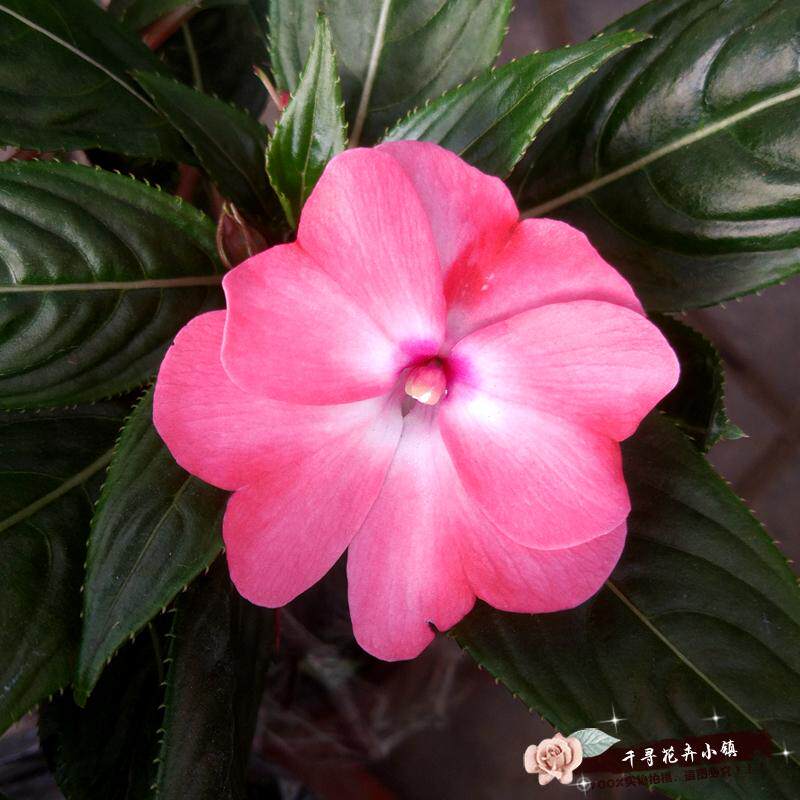 洋凤仙花盆栽四季开花室内阳台办公室花卉非洲凤仙一盆包邮