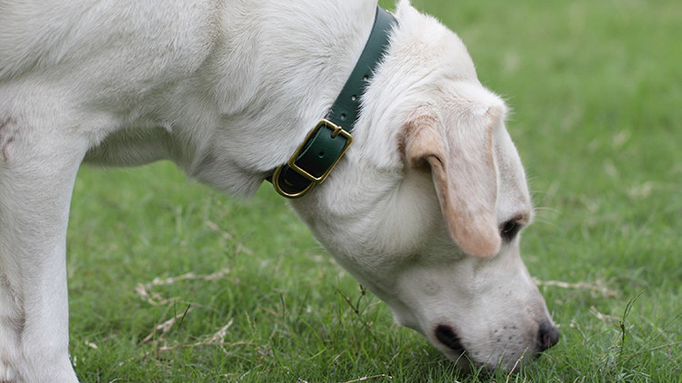 意大利名厂多色植鞣皮 红绿蓝棕 宠物铆钉项圈 狗脖套 大中小型犬