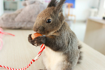 Squirrel grain hazelnut northeast big hazelnut molars snack 500g