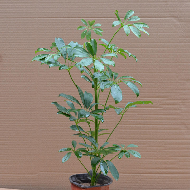 鸭脚木 八方来财 七叶莲 四季常青 盆栽花卉植物 吸甲醛 吸毒王图片