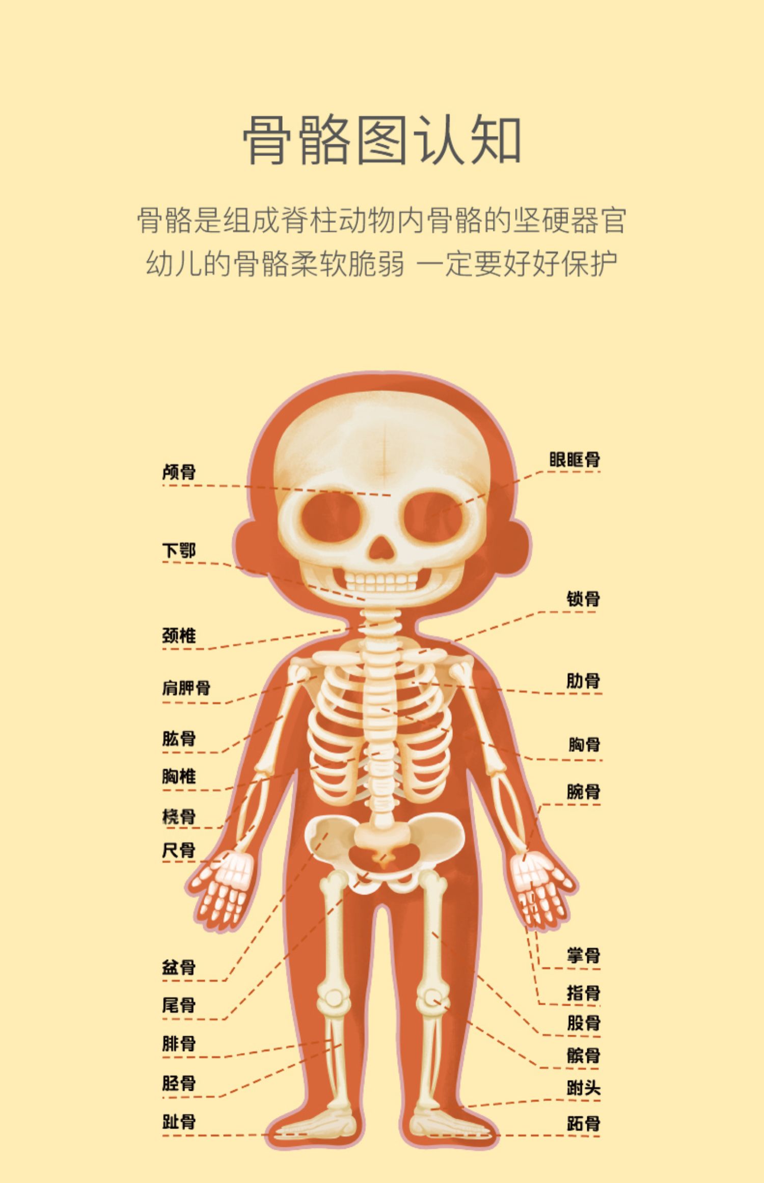 儿童人体认知身体结构器官拼图片男孩女孩模型幼儿园教具益智玩具