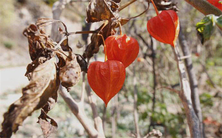 东北长白山野生红姑娘灯笼果锦灯笼山苦姑娘250g干皮是50克 包邮