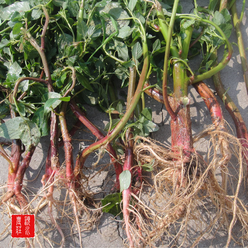 16年豫南新鲜现挖野生刺苋野苋菜根野笕菜根玉米菜根250g满28包邮