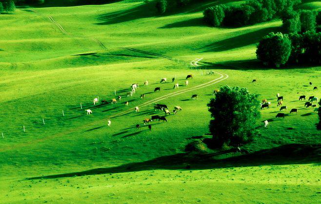 我的心很大,住了一片草原