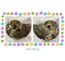 Bi Jincai Natural Canadian spotted gems and ornaments stained snail fossils