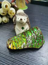 Bi Jincai Canadian Natural Spotted Snail Ancient Fossil Collection Ornamental Stone