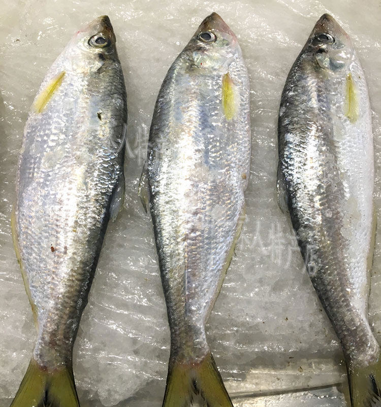 东海野生新鲜力鱼 新鲜鳓鱼 白力鱼 白鳞鱼 费腌制鳓鱼新鲜海鲜_双氙