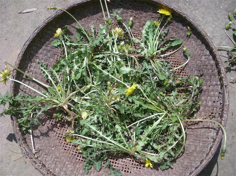 蒲公英 纯野生整全株带根 农家干婆婆丁 天然去火茶叶