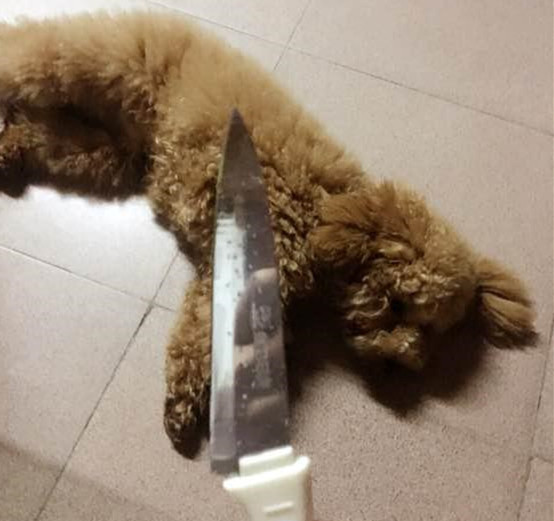 养了泰迪短短两个月的时间简直怀疑人生