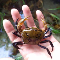 Girdle crab Pet live animal Mini pepper crab River Crab Hermit crab Hook crab Cold water crab Water animal