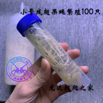 Size residual winged fruit fly cup Pet live large knife mantis jumping spider Insect horned frog and other live feed