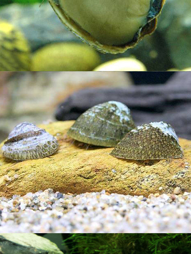 鲍鱼螺 笠螺 大号除藻螺 活体鱼缸草缸观赏宠物螺 淡水易养【产品高清