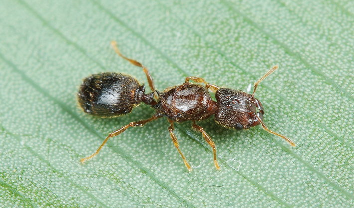 皮大头蚁pheidole pieli 宠物蚂蚁活体