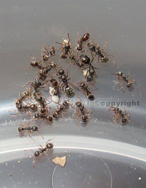 褐臭蚁hypoclineafuscus宠物蚂蚁活体 原价9999元 现