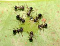 Double-needle ribbed leaf-cutting ant Pristomyrmex pungens pet ant living body