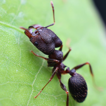 Yi big head Ant Pheidole yeensis pet ant living