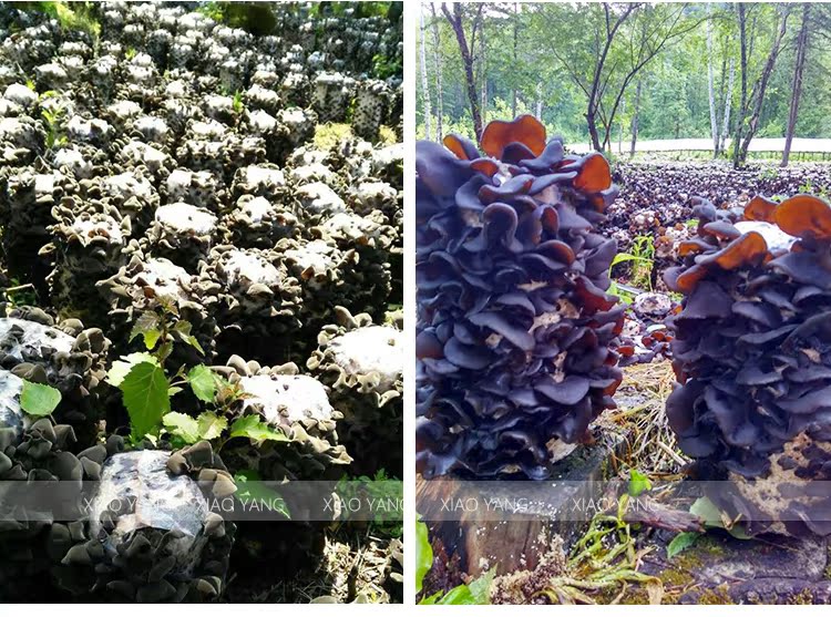 blackfungusseries2016年新干货东北鳕鱼肉松黑木耳东北耳头茬耳木耳特产好不好图片