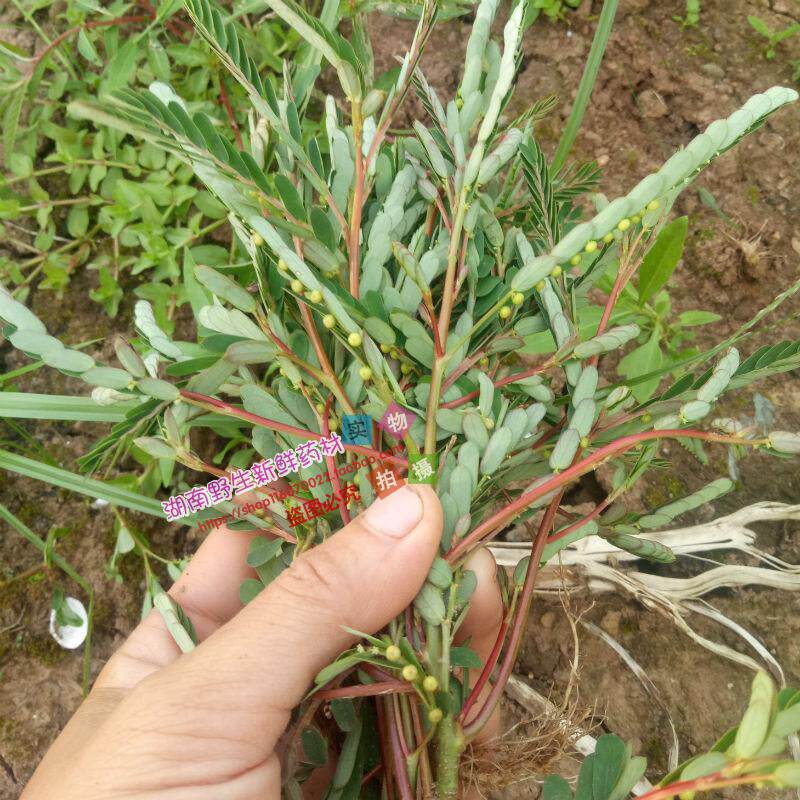 野生新鲜叶下珠 珍珠草 叶下珠苗 珠仔草假油甘龙珠草 珍珠草苗_7折