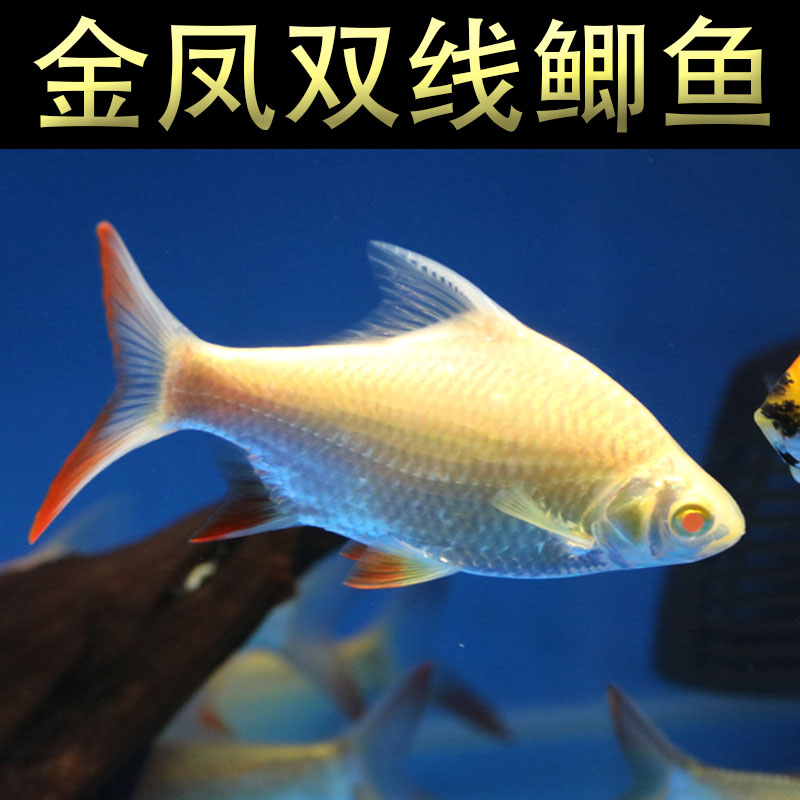 直纹飞凤鱼金凤银凤泰国鲫龙鱼配鱼中层热带观赏鱼吃