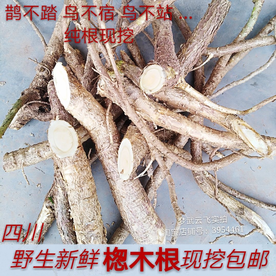 野生新鲜药材楤木根鸟不宿虎阳刺鸟不站鹊不踏养身泡酒煲汤包邮