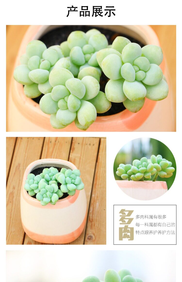 永盛园艺多肉植物新款天使之泪群生室内植物萌肉肉花卉植物