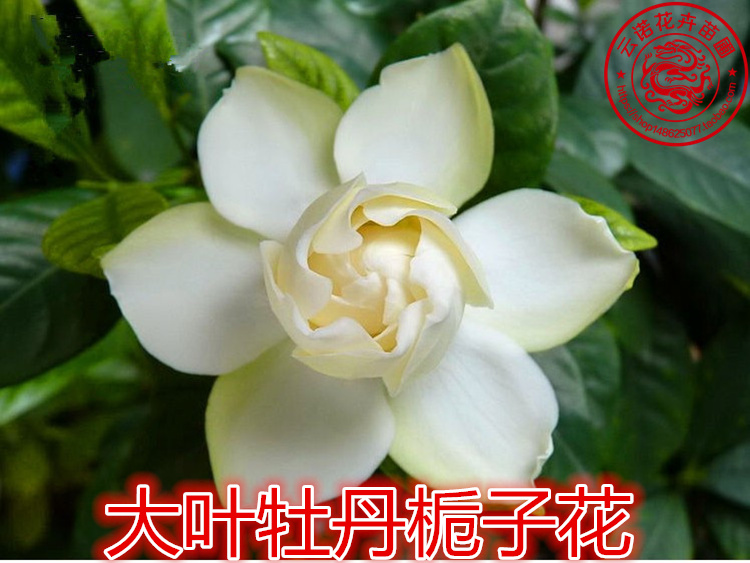栀子花苗 栀子花盆栽 四季栀子花 牡丹栀子花 大叶小叶栀子花包邮_7折