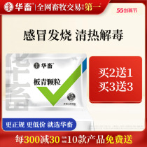 Chinese Livestock Board Green Grain Veterinary Medicine Beast with Isatis Root Pig Drug Beef Cattle Goat Duck Goose Antiviral cure for cold and cough
