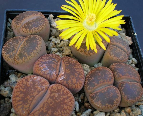 多肉植物 番杏科 生石花 混合 日轮玉 2年苗