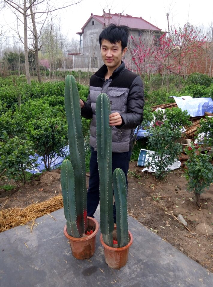抗防辐射植物仙人柱盆栽量天尺盆栽花苗擎天柱盆栽净化空气