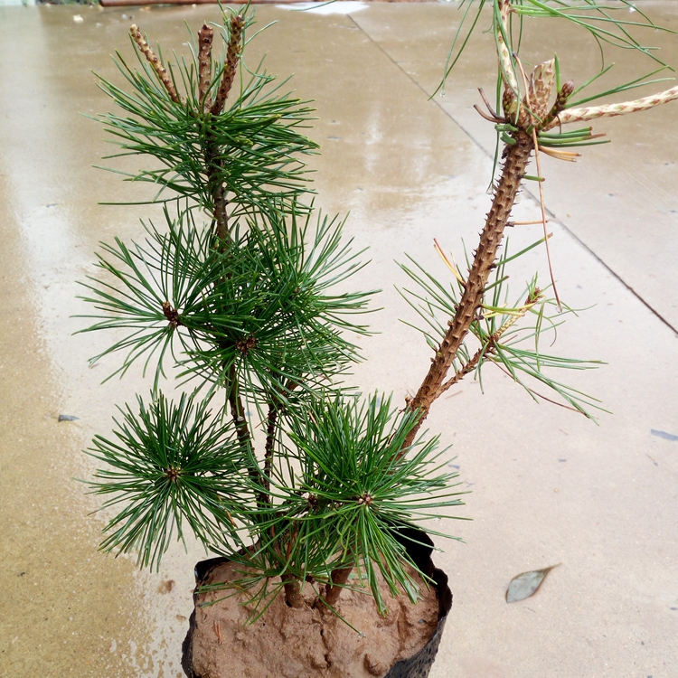 正宗日本五针松嫁接苗五针松小苗