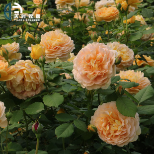 天时双喜藤本黄金庆典月季花苗四季开花大花浓香花卉观花植物盆栽