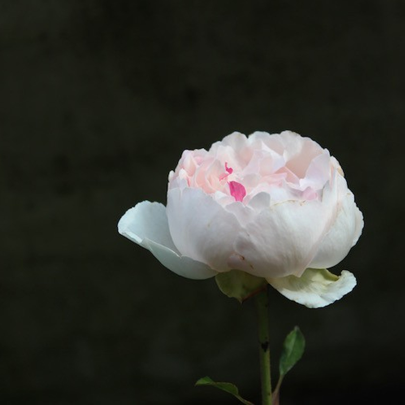 天时双喜新品月季 伊芙.钱特玛丽 月季花苗 盆栽植物 绿植花卉苗产品展示图1