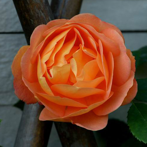 天时双喜 欧月 藤本月季 庭院爬藤 绿植盆栽花卉蔷薇月季花苗