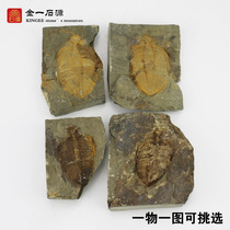 Trilobite crown worm paleontological fossils Rough teaching specimens Wolf fin fish fossils Insect plant fossils ornaments